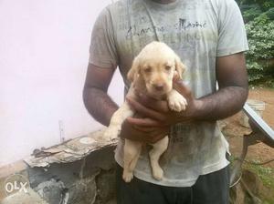 Lab female puppies for sale 40 days old