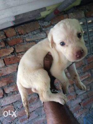 Lab male puppy available pink noise white eyes