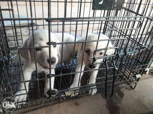 Lab puppies available at cheap tate