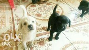 Lab puppy for sell