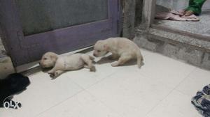 Lab puppy's for sale male  & female 