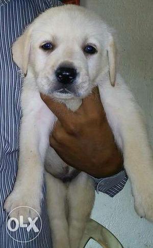 Lab show quality punch face short tail puppies