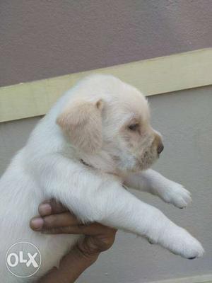 Lab show quality puppy available 28days puppy