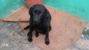 Labrador female for sell fully black colour have