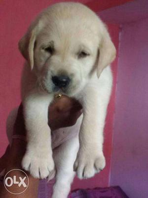 • Labrador heavy quality & heavy bone male pup available..