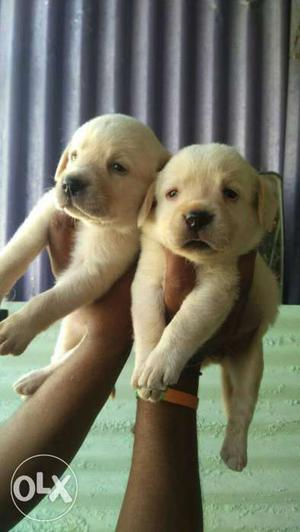 Labrador's fawn colored puppie sell all Breeds