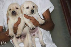 Labrador's fawn colored puppie sell in reasonable