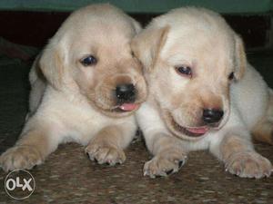 Labrador's fawn colored puppie sell in reasonable