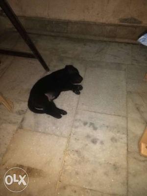 Lebra 1 month black puppy
