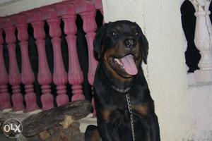 Mahogany Rottweiler