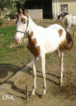 Male colt, age 26 months pure marwari....height
