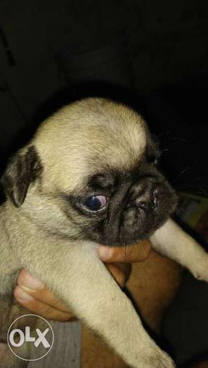 Male dog very active and full original pug dog