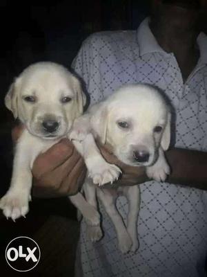 Male nd female good quality labs puppies..