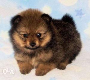 Mini pom male pup for sell healthy and fully