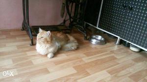 My male persian doll face cat anyone wants i m selling it
