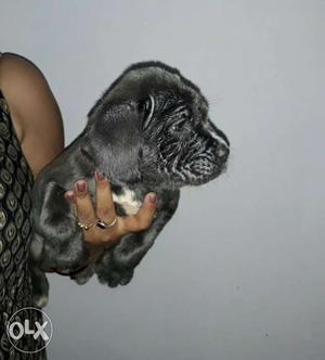 Neopolition mastiff female for sale interested