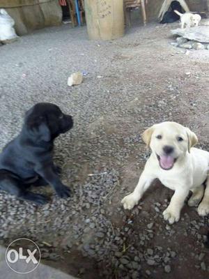 One Black And One Yellow Labrador Retriever Puppeis
