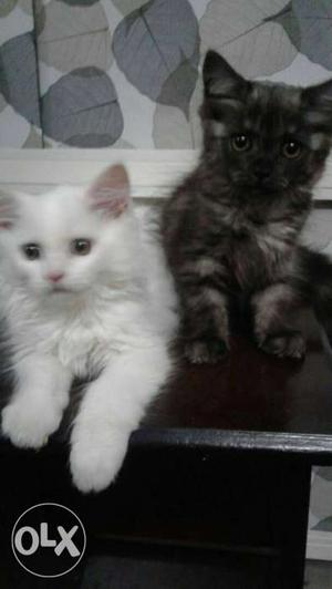 One White And One Black-and-gray Short-coated Kittens
