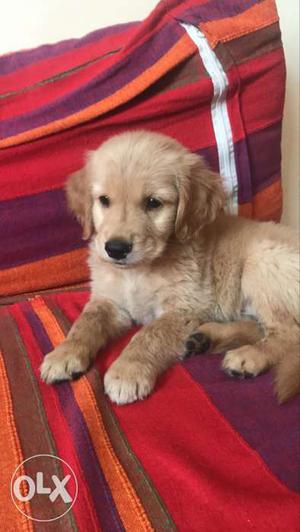 One month pure breed male golden retriever