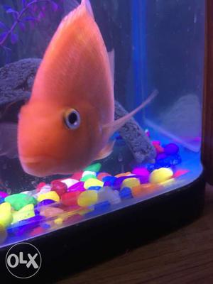Orange parot fish