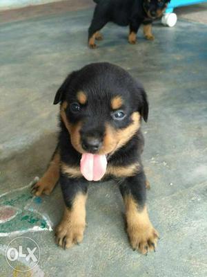 Original Rottweiler puppies available