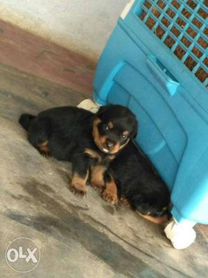 Original breed Rottweiler Puppies available