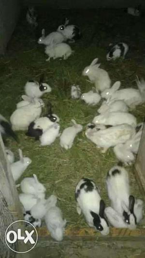 Pack Of Rabbits