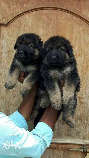 Pair Of Brown And Black Short Coat Puppies