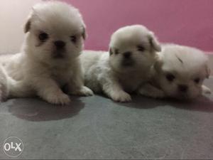 Pekingese cutties pupps 100% pure breed pupps. At