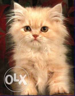 Persian cat brown 3 month
