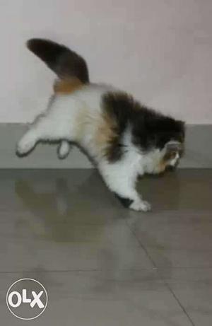 Persian cat calico 3 colored for sell in taka