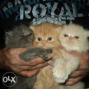 Persian kittens for sale in Nagpur