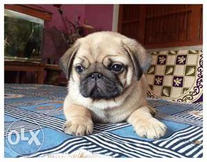Pug male puppy of exclusive looks and excellent