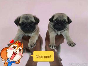 Pug male10k female8k available for sell only