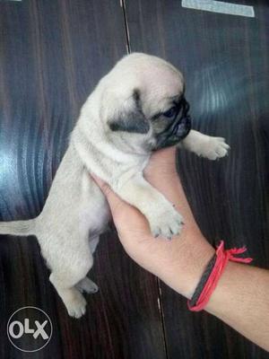 Pug puppies show quality available at PETZOO