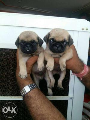 Pug puppy super quality available at PETZOO