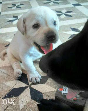 Puppy-Labrador