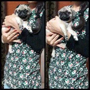 Pure Breed Male pug puppie is for sale call