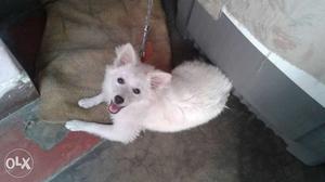 Pure Grid Pomeranian Female. 5 month,compleate