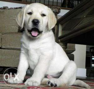 Pure and lovely cute little Labrador retriever female