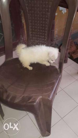 Pure breed..one month old pomernian (indian