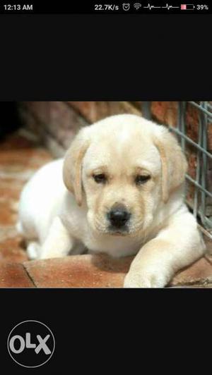 Pure british Labrador pupps