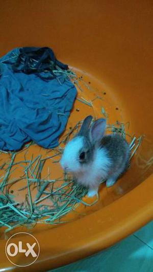 Pure dutch breed Gray And White Rabbit