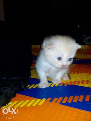Pure kitten Perisan cat's With blue eyes Each