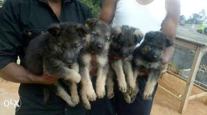 Quality German Shepherd puppies available male