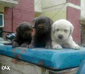 Quality just as ur expectation // Labrador pups sell