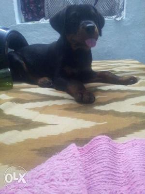 Rott male puppy 45 days old for sale..very