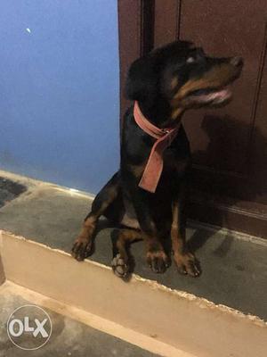 Rottweiler male 3 months puppy for sale