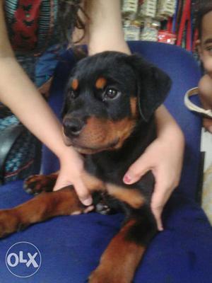 Rottweiler pups available