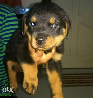 Rotviller puppy for sale male rc feeding 35days